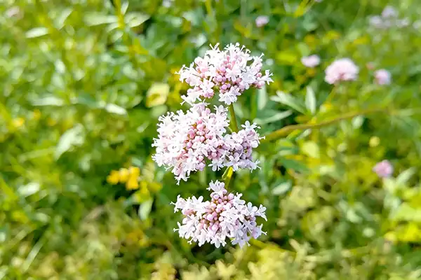 Valerian Root Extract Powder in Functional Wellness Products
